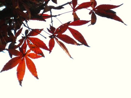 楓の紅玉色