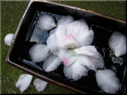 ゆらゆらと・・・花びら浮かべ