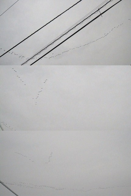 空とぶごみ・・・？
