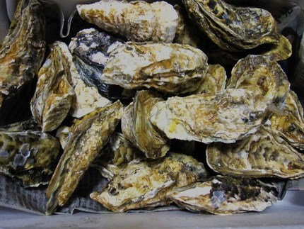 豊前海・一粒牡蠣