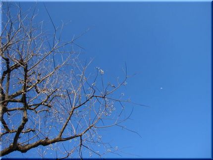 真っ青な空に・・・白い飾り実