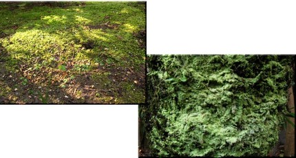 緑の光・・・抹茶のお粉？