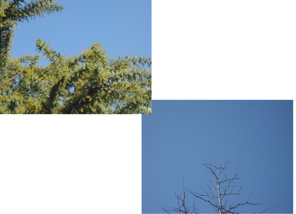青空とミモザと銀色の樹