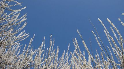 天晴れ・・・梅尽くし -1-