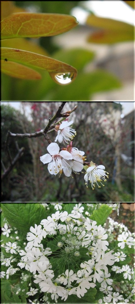雨上がりのち晴れ・・・如月おわ...