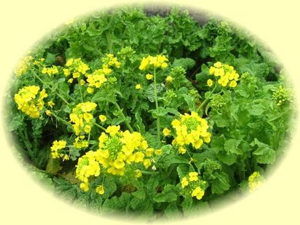 弥生はじまりは・・・菜種梅雨で...