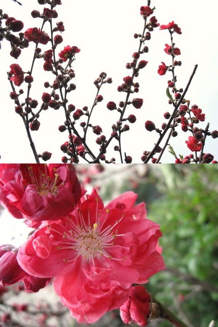 桃花に誘われて・・・