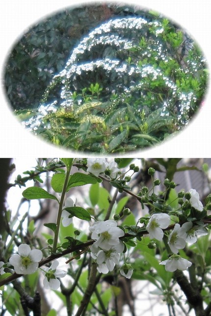 綱渡り