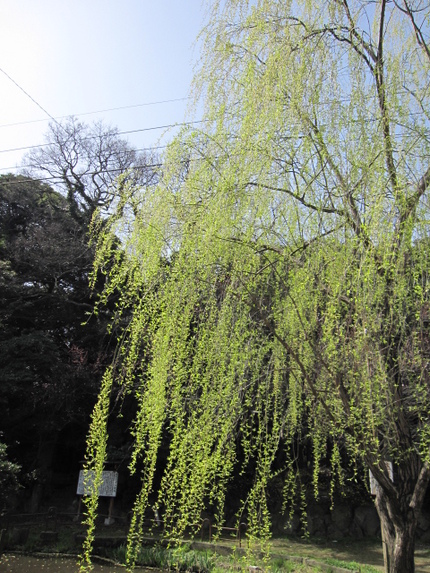 綱シリーズ・・・綱上り