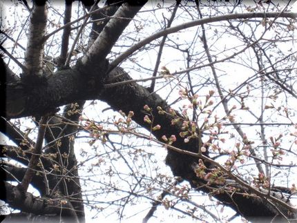 頬染める薄紅桜