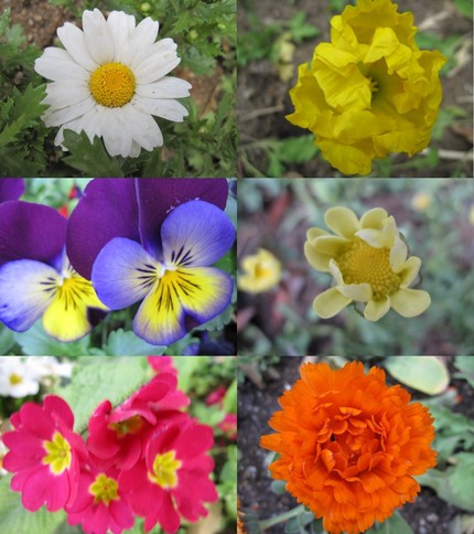 百花繚乱・・・可愛さ比べ!!
