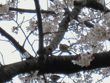 桜とめじろん