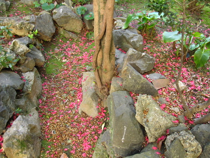 織りなす桃花の絨毯