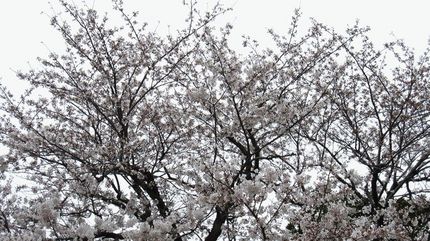 白い空と桜