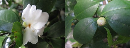 季節外れの山茶花