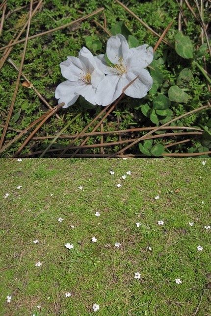 一面の落ち花