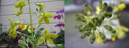 菜の花？・・・葉牡丹の花!!