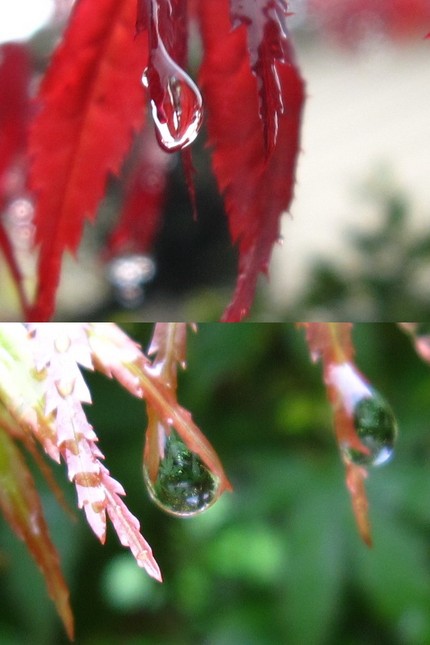 赤と緑・・・原色の彩典