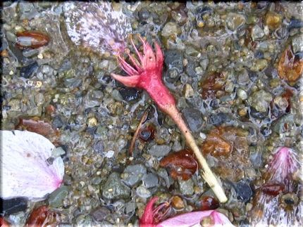 色は匂へど　散りぬるを・・・