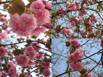 八重桜【桜餅風】