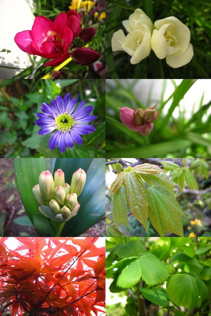 花色図鑑〜色彩集