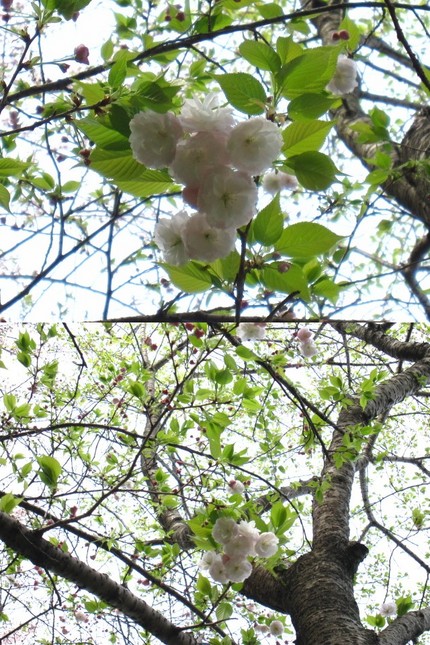 清く　静かに　美しく