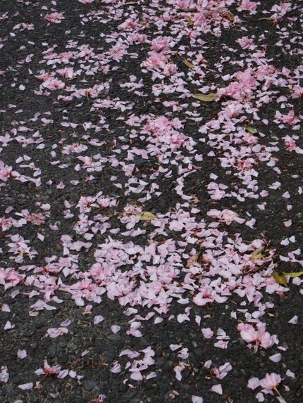 八重に・・・八千代に