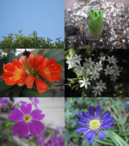 花色図鑑〜【パイナップルリリー...