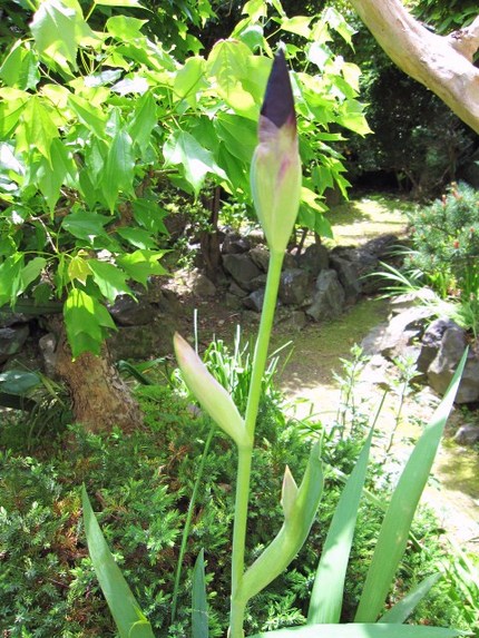 怪刀！紫・・・五月五日は菖蒲で...
