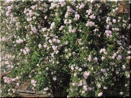 天を仰ぐ薔薇