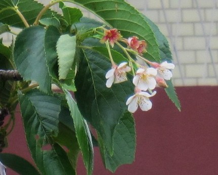 冬戻り桜・・・染井吉野の返り咲...