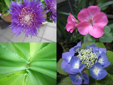 花色図鑑〜【パイナップルリリー...