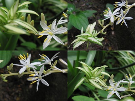 折り鶴が花開き