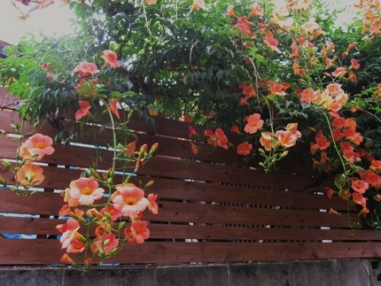 空に向かって・・・凌霄花