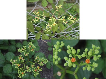 花火のような？それとも銀河？