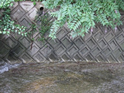 涼やかな水辺の房藤空木