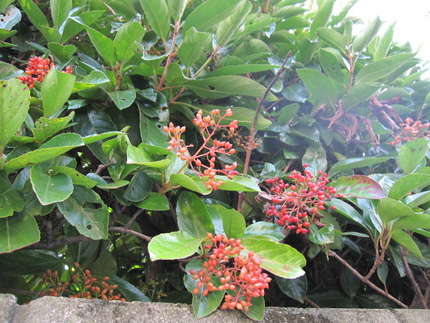 紅い珊瑚樹