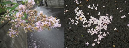 淡〜いピンクに・・・