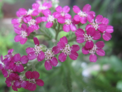 葉っぱはノコギリ・・・花は可愛...