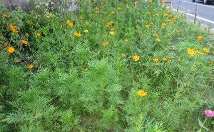 夏の陽射しと黄花コスモス