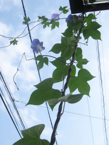 空へ伸びる朝顔