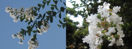 百日白の夏