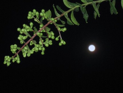 十六夜満月と百日白