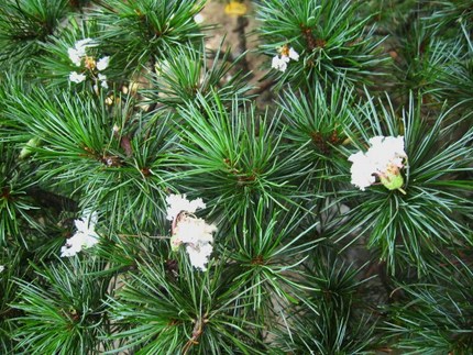 松に白花