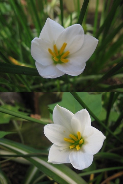 玉すだれの季節