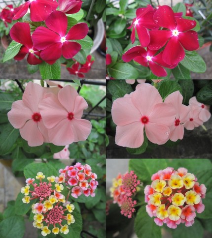 花色図鑑〜ニチニチソウとランタ...