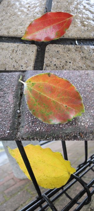 秋のほっぺ