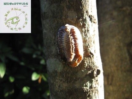 お宝？！162ひきのカマキリた...