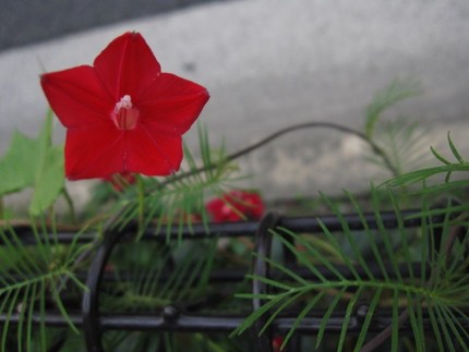緋紅色の星☆縷紅草