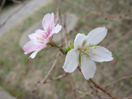 さくら、桜・・・十月桜